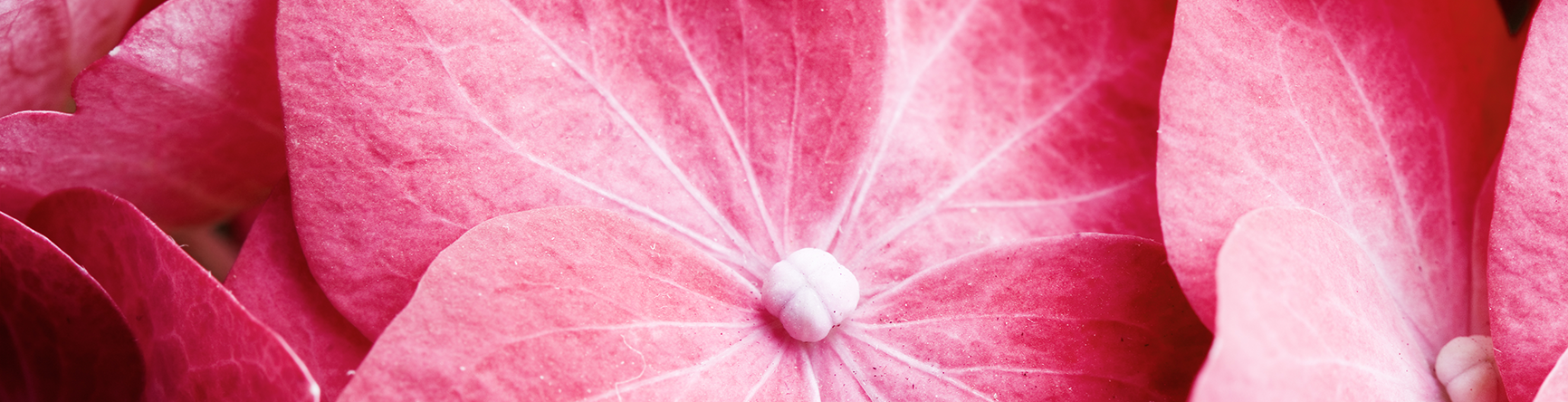 Closeup aufnahme einer rosa Hortensienblüte